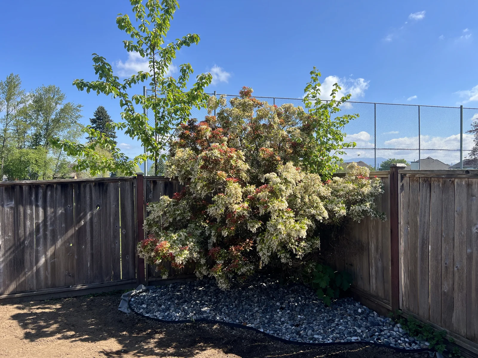 Japanese maple set in a dark mulch bed surrounded by river rock.